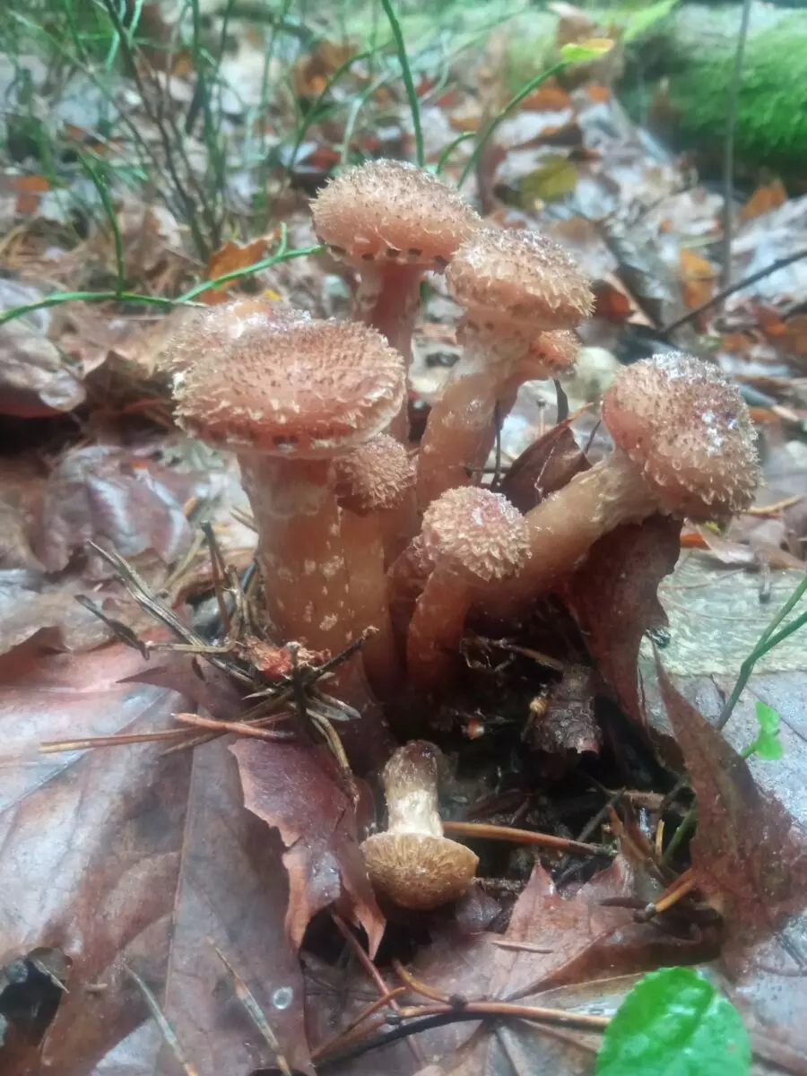 «Зимние» боровики, лисички и опята. Белорусы отказались закрывать грибной сезон, несмотря на снегопады