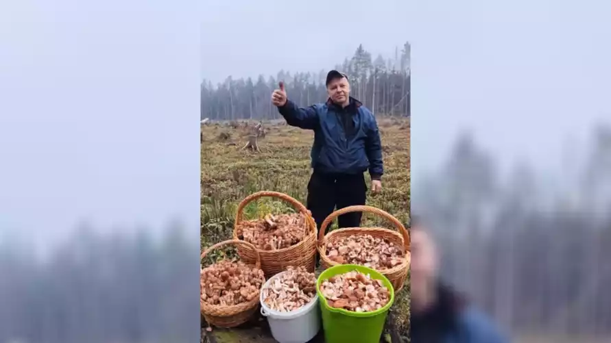 "Нормально пошли" - Грибники показали, где в Беларуси "выстрелили" осенние опята