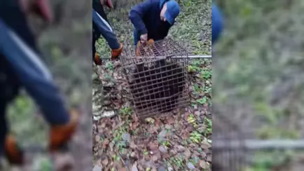 Что стало с медведем, гулявшим по Витебску? Экологи рассказали о результатах поисков