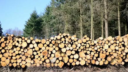 Госконтроль обвинил белорусские лесхозы в приписках, сокрытии и порче древесины