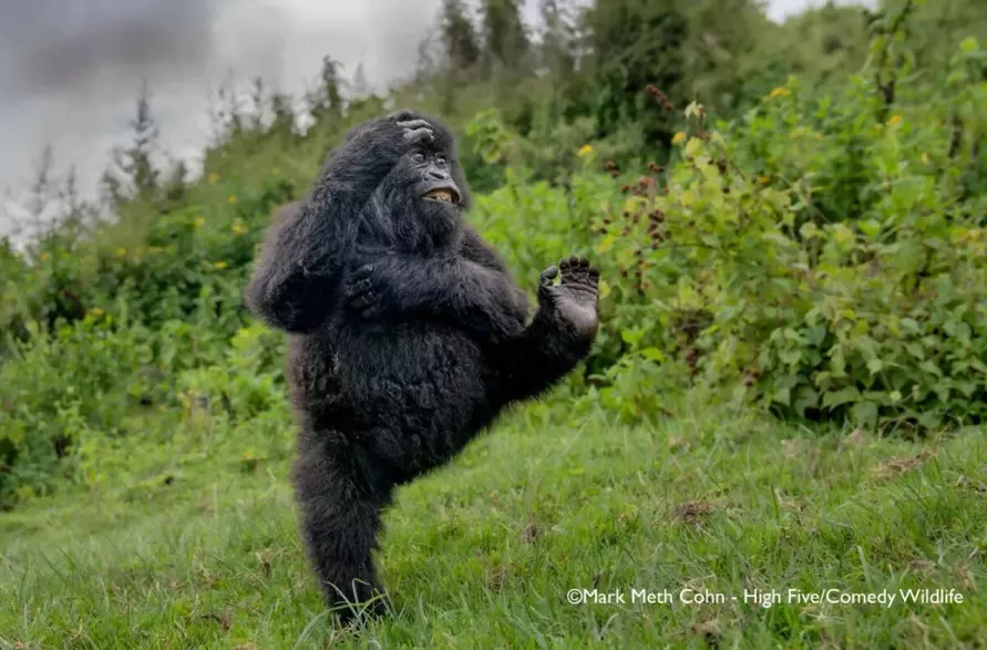 Лисьи пляски, хор львов и уморительные обезьяны. Фотографы показали самых смешных животных 2025 года