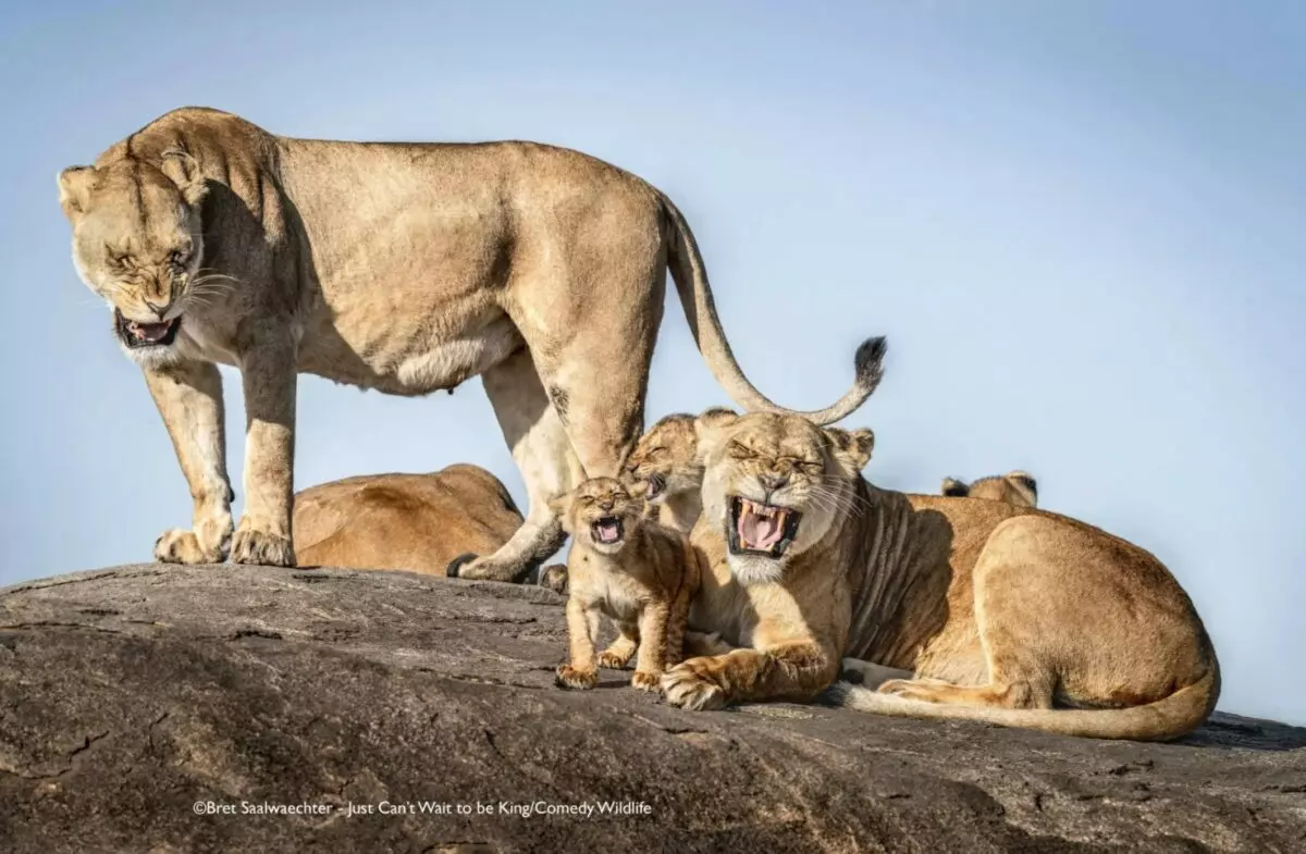 Лисьи пляски, хор львов и уморительные обезьяны. Фотографы показали самых смешных животных 2025 года