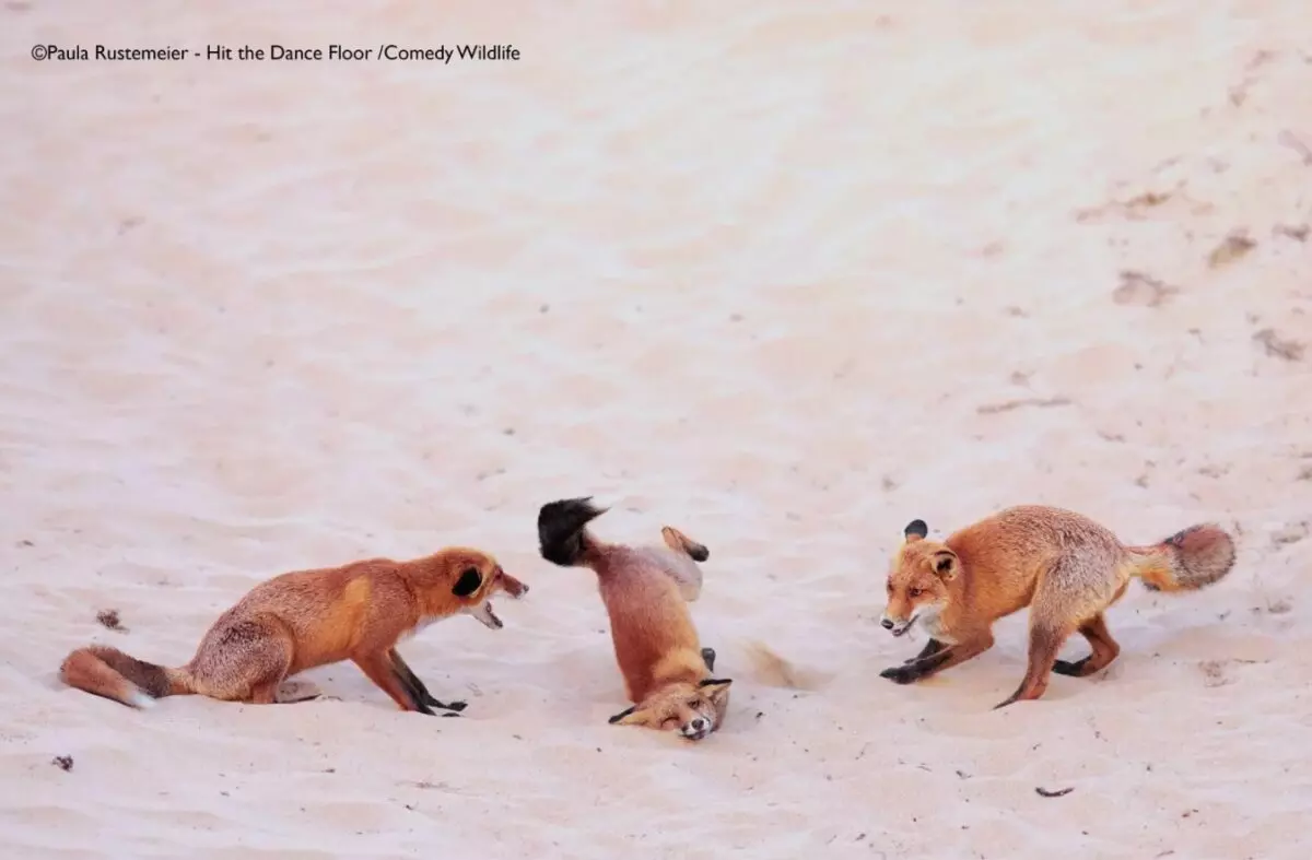 Лисьи пляски, хор львов и уморительные обезьяны. Фотографы показали самых смешных животных 2025 года