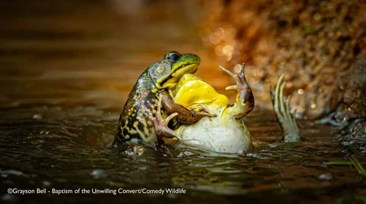 Лисьи пляски, хор львов и уморительные обезьяны. Фотографы показали самых смешных животных 2025 года