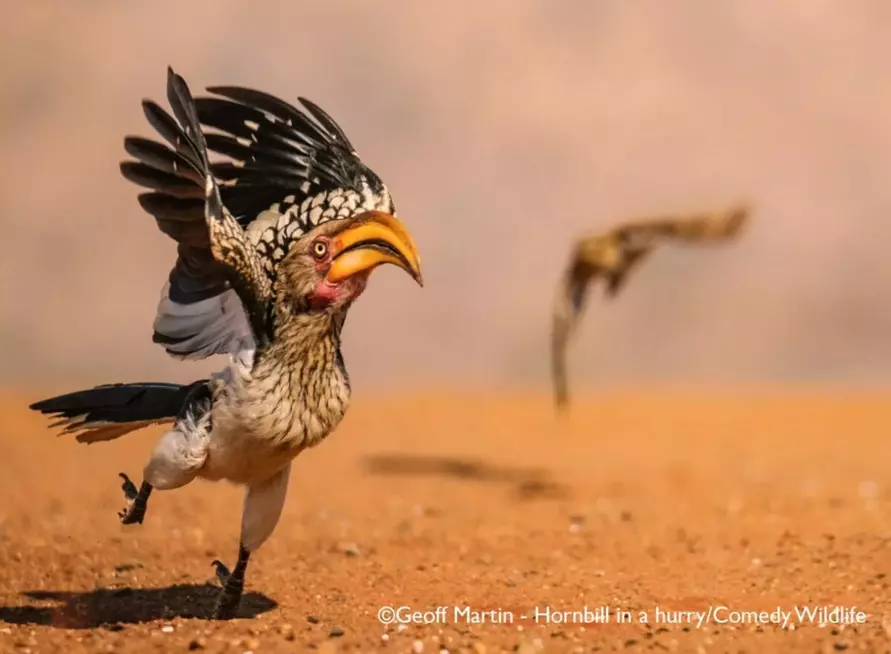 Лисьи пляски, хор львов и уморительные обезьяны. Фотографы показали самых смешных животных 2025 года
