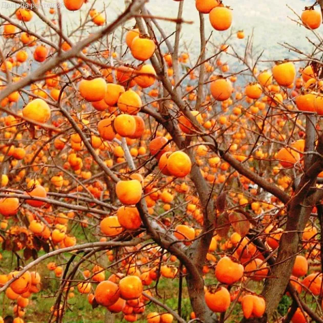 Кому из белорусов нельзя есть хурму? Витаминная, но всё-таки бомба