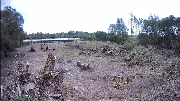 Белорус спилил 186 деревьев ради хорошего вида на реку. Почему СК прекратил уголовное дело?