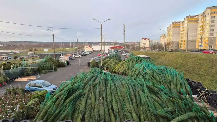 В Минском Сухарево обнаружили "залежи" новогодних ёлок