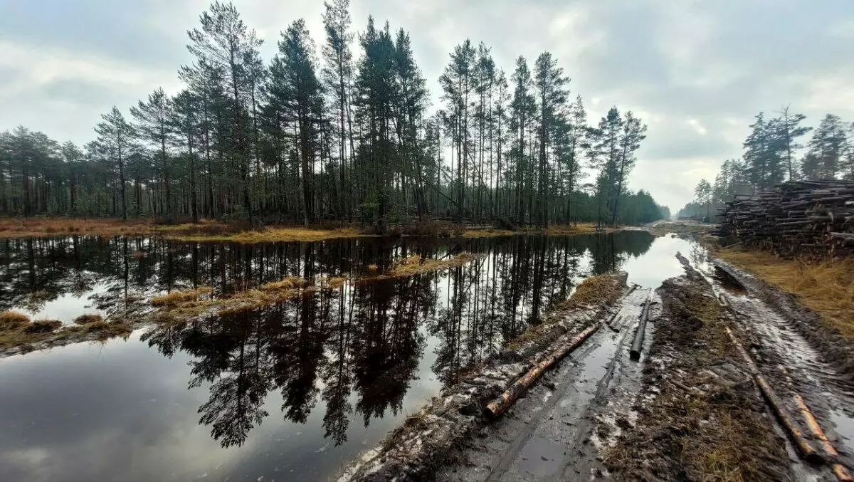 В Минлесхозе Беларуси показали, почему не всю буреломную древесину убрали в лесах - Мы едва смогли добраться