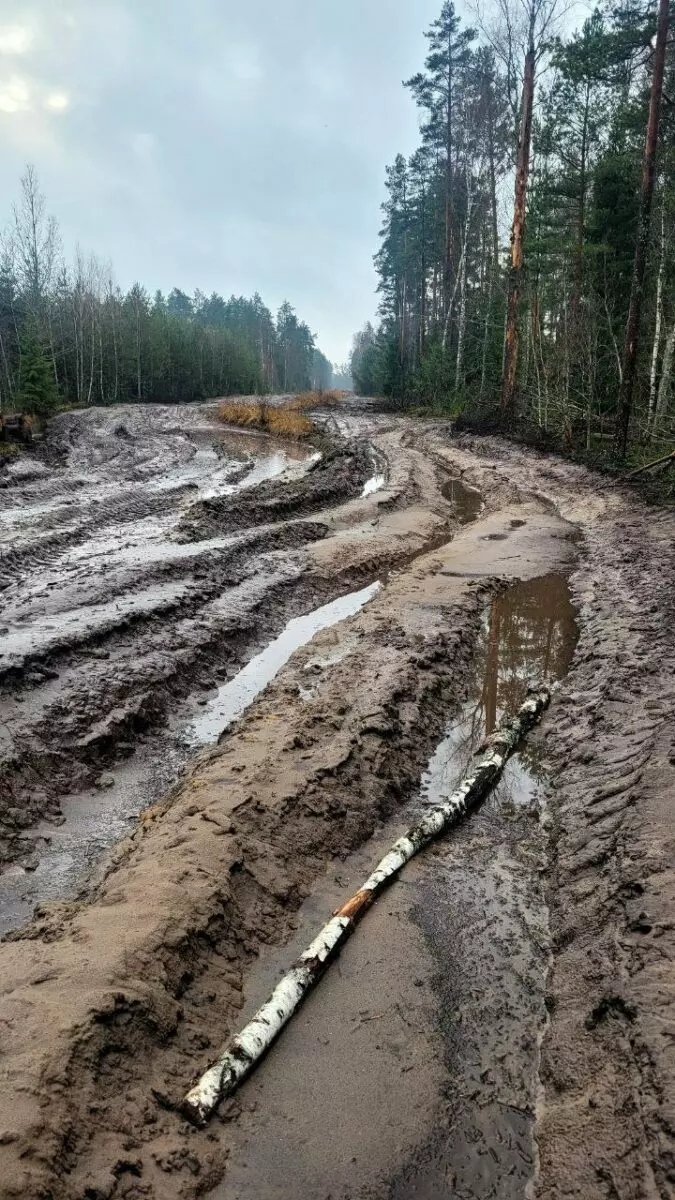 В Минлесхозе Беларуси показали, почему не всю буреломную древесину убрали в лесах - Мы едва смогли добраться