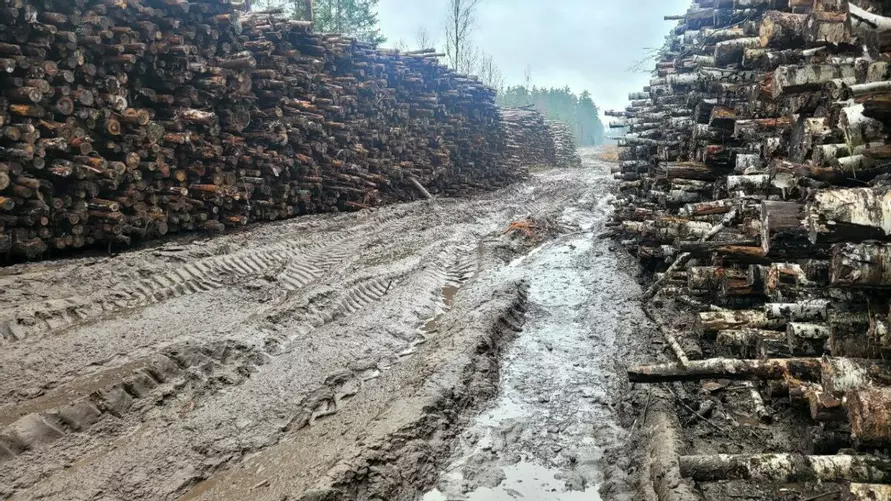 В Минлесхозе Беларуси показали, почему не всю буреломную древесину убрали в лесах - Мы едва смогли добраться