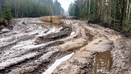 В Минлесхозе Беларуси показали, почему не всю буреломную древесину убрали в лесах — «Мы едва смогли добраться»