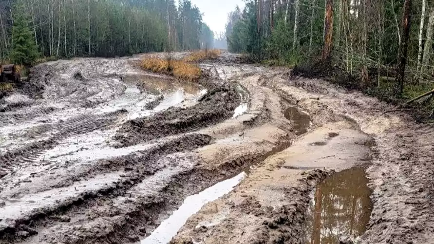 В Минлесхозе Беларуси показали, почему не всю буреломную древесину убрали в лесах - "Мы едва смогли добраться"