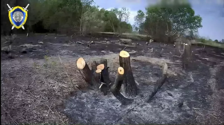 Белорус спилил 186 деревьев ради хорошего вида на реку. Почему СК прекратил уголовное дело?