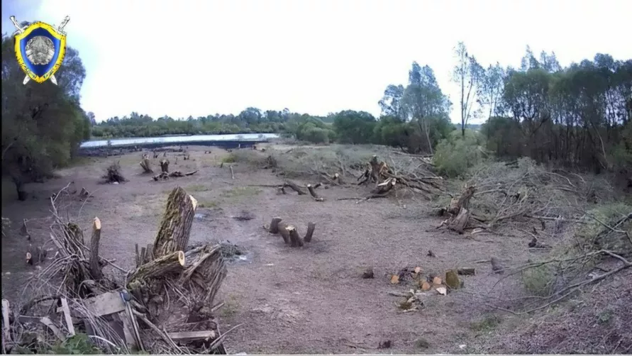 Белорус спилил 186 деревьев ради хорошего вида на реку. Почему СК прекратил уголовное дело?