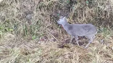 Под Осиповичами целая комиссия выехала к косуле, которая «активно кушала и передвигалась»
