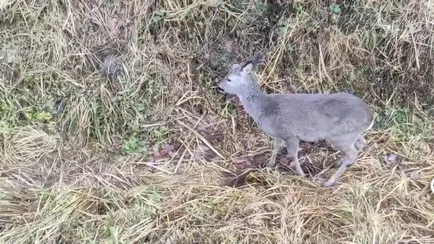 Под Осиповичами целая комиссия выехала к косуле, которая «активно кушала и передвигалась»