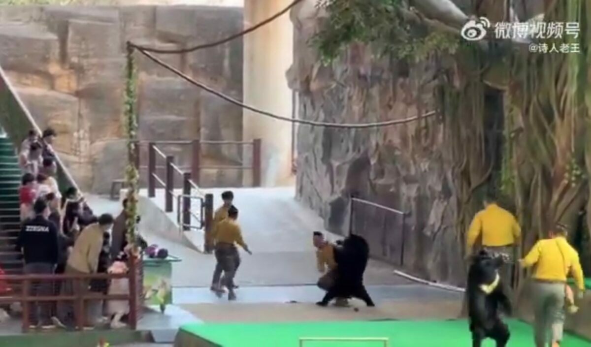 Медведь напал на дрессировщика. Но все закончилось хорошо даже для медведя