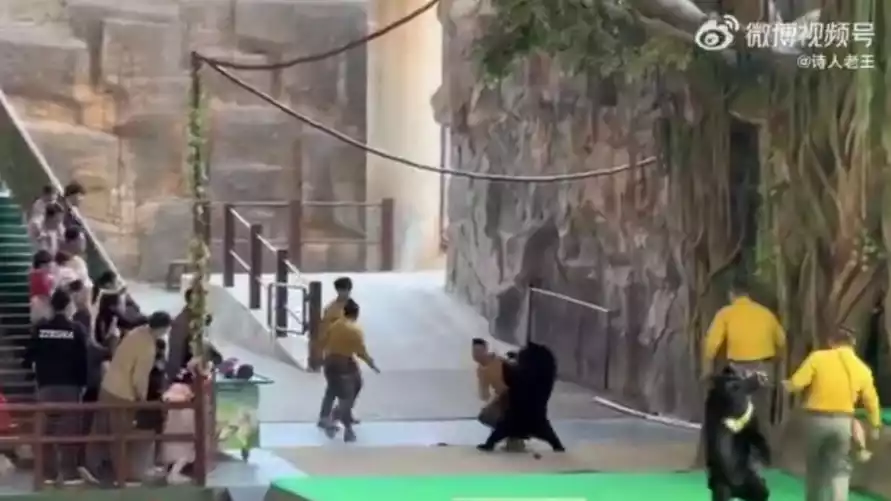 Медведь напал на дрессировщика. Но все закончилось хорошо даже для медведя