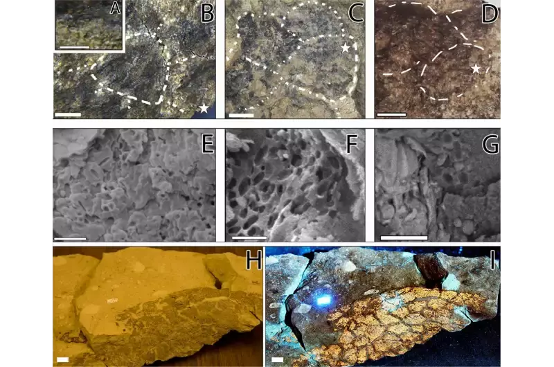 Какой всё-таки была окраска динозавров? Учёные исследовали кожу зауропода