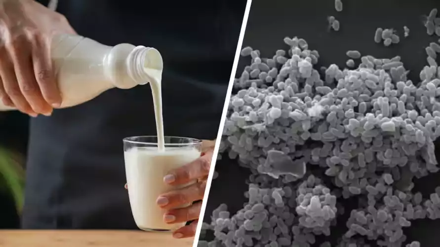 Добавят в кефир? Белорусские учёные нашли бактерию, которая продлевает жизнь