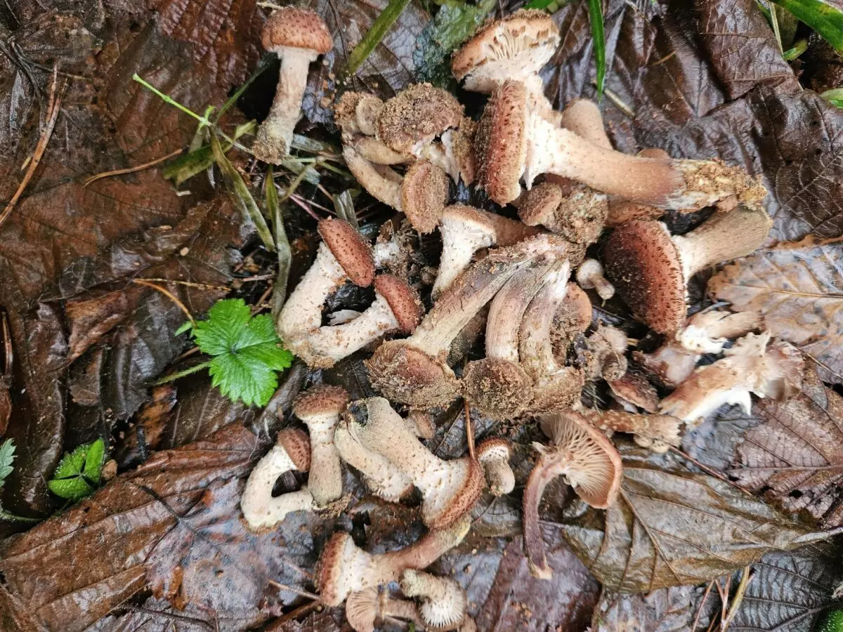 «Сезон продолжается» - Белорусы показали, какие грибы берут целыми корзинками в декабре