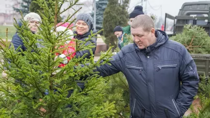 Когда откроются ёлочные базары? Некоторые регионы Беларуси определились с датами