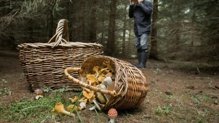 Белорус пошел в лес за грибами, а «нашел» штраф  в 3000 рублей