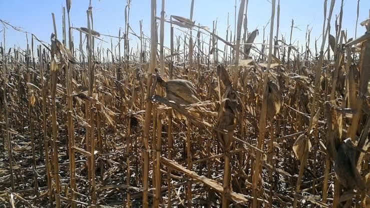 На Брестчине замдиректора фермы наказали за имитацию уборки кукурузы на 3 тыс рублей