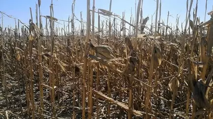 На Брестчине замдиректора фермы наказали за имитацию уборки кукурузы на 3 тыс рублей