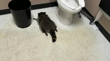 Всемирно известный пьяный енот оказался рецидивистом — «Живёт полной жизнью»