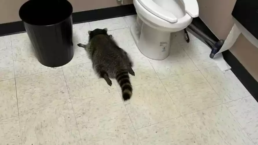 Всемирно известный пьяный енот оказался рецидивистом - "Живёт полной жизнью"