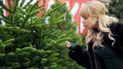 Где белорусам выгоднее всего купить живую ёлку? В Минлесхозе озвучили цены и адреса