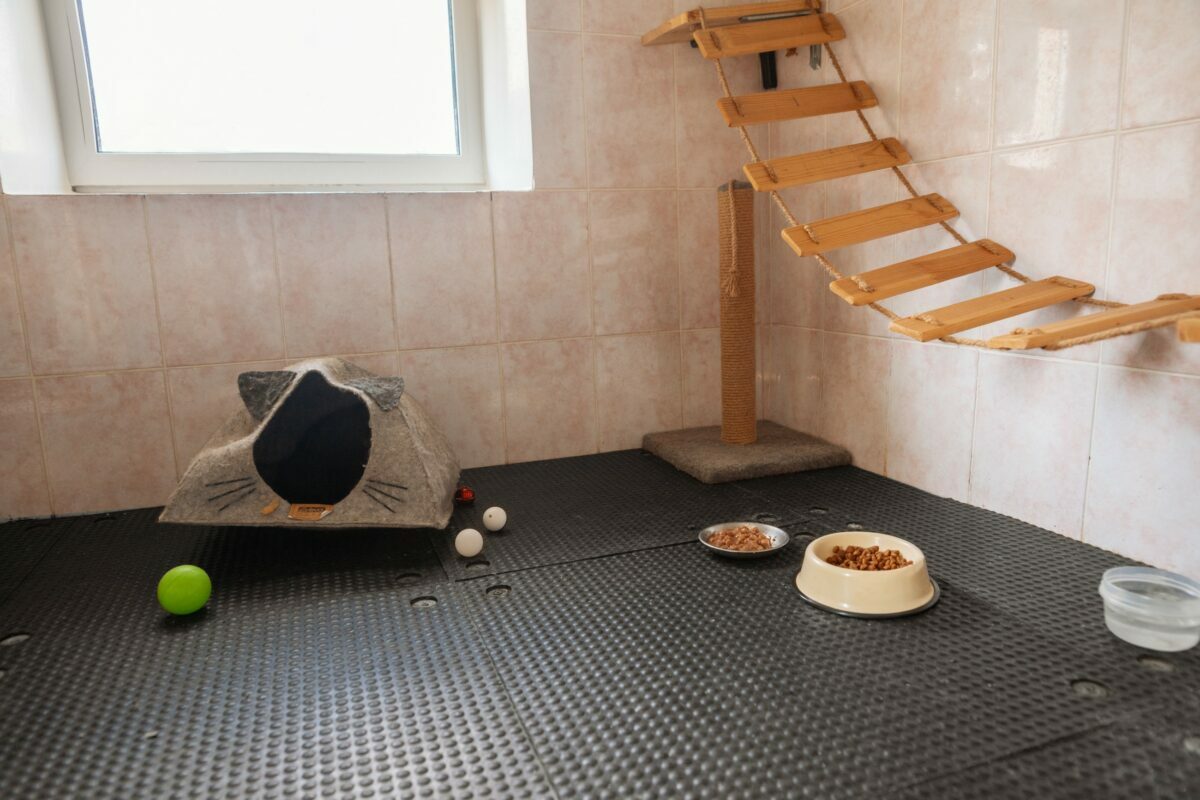 В Минске гостиница для котов предложила люксы по 20 рублей в сутки на новогодние праздники