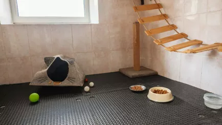 В Минске гостиница для котов предложила люксы по 20 рублей в сутки на новогодние праздники