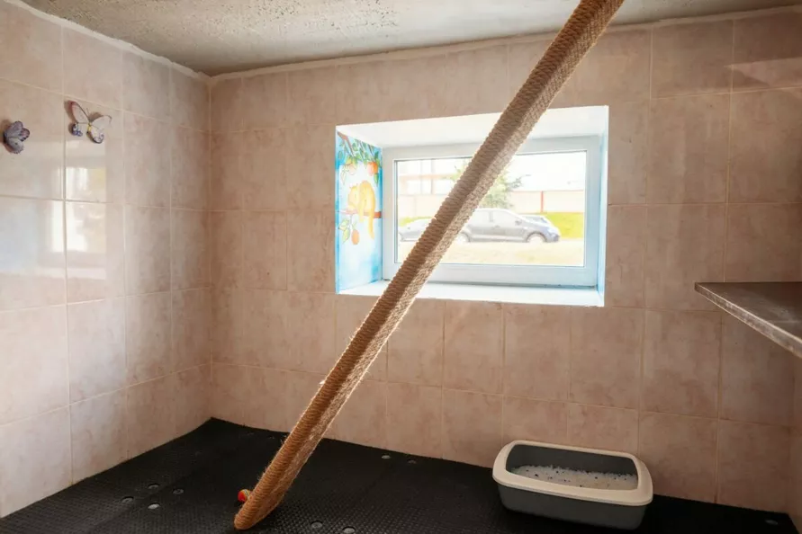 В Минске гостиница для котов предложила люксы по 20 рублей в сутки на новогодние праздники