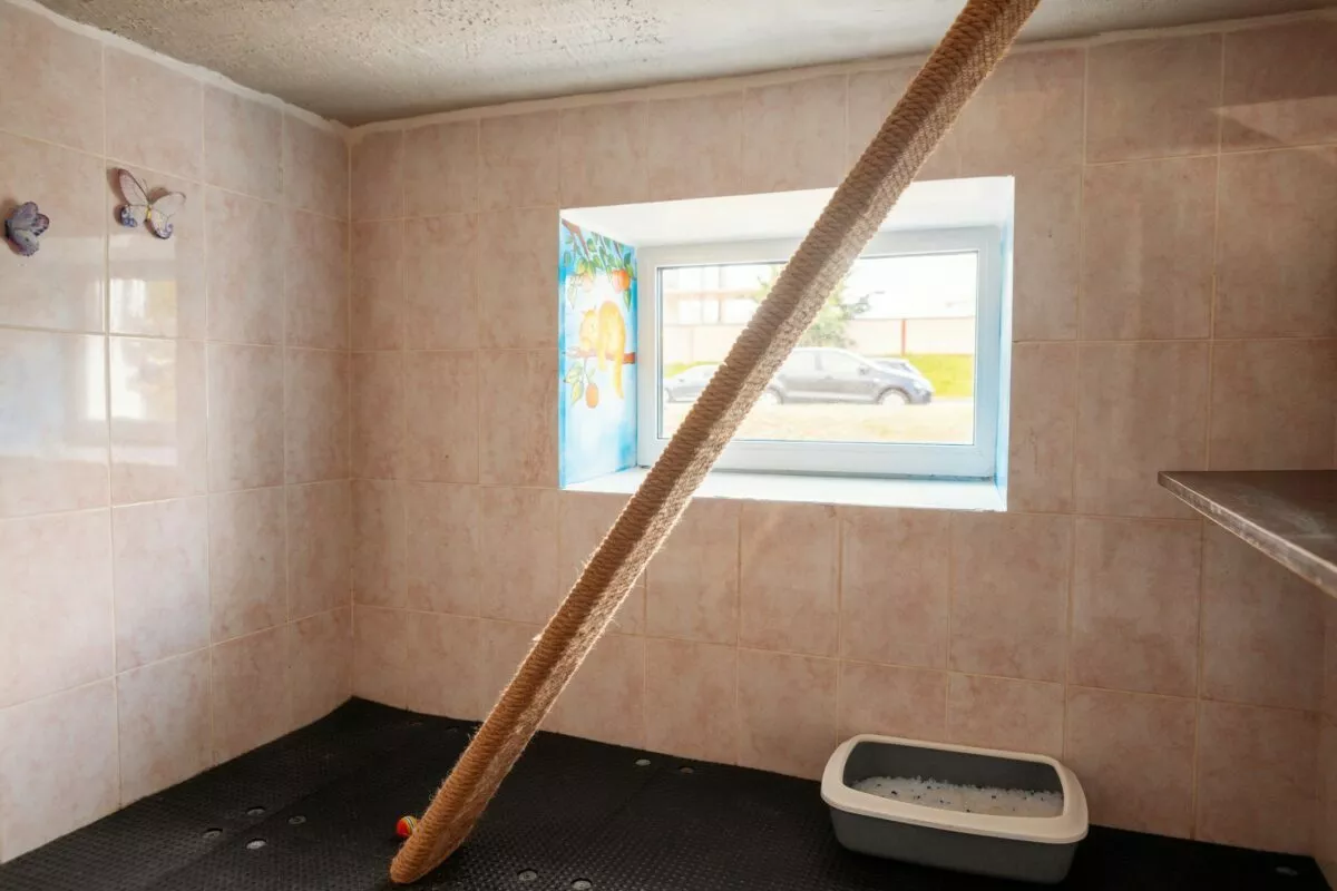 В Минске гостиница для котов предложила люксы по 20 рублей в сутки на новогодние праздники