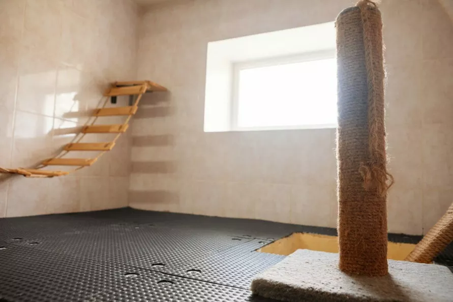 В Минске гостиница для котов предложила люксы по 20 рублей в сутки на новогодние праздники