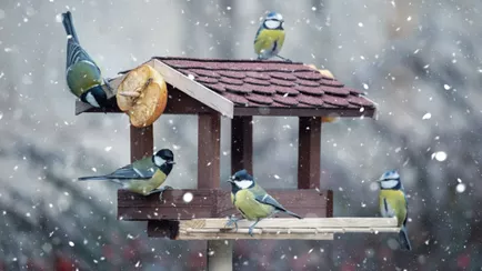 Эту еду нельзя класть в кормушки птиц. Что точно можно?