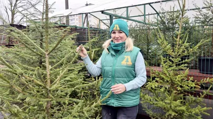 Лесхозы предложили белорусам бесплатные ёлки. Как получить?