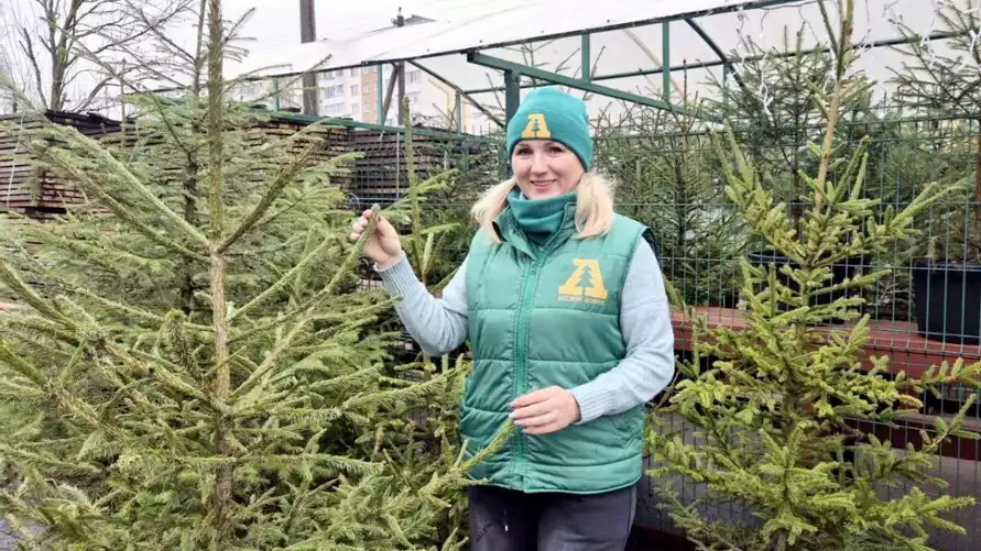 Фото иллюстрационное: Жлобинский лесхоз