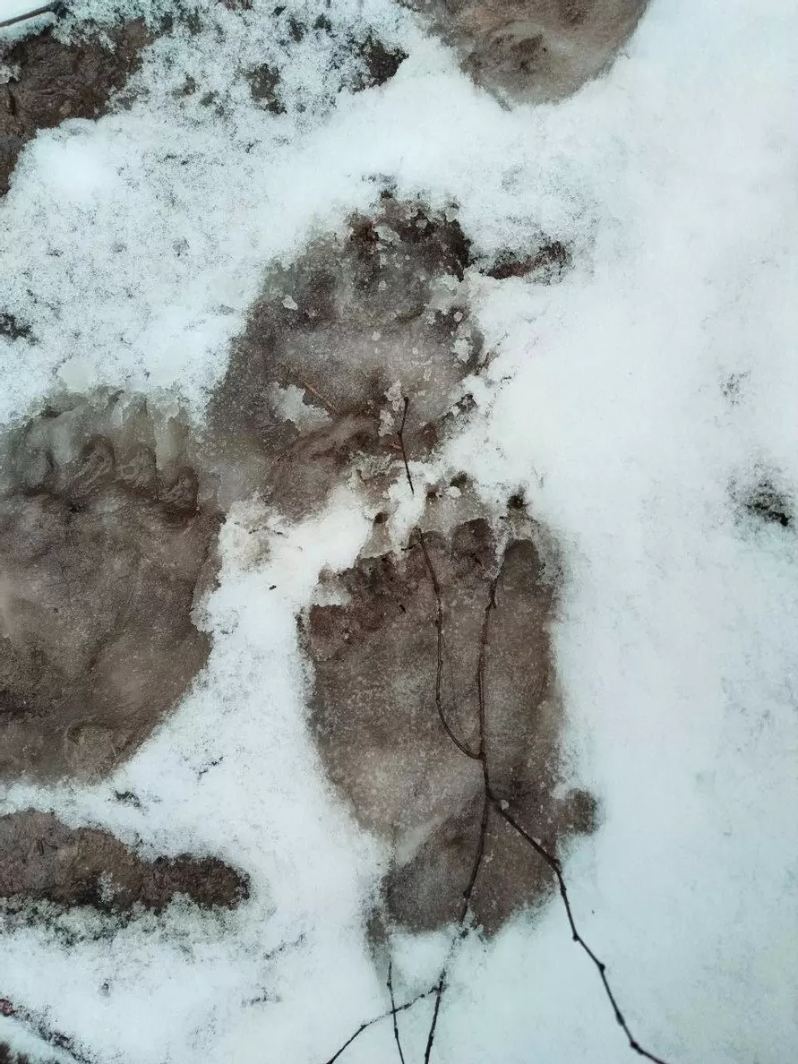 Медведи выходят из спячки? В одном из районов Беларуси заметили «тревожные следы»