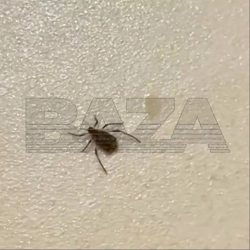 Россиян предупредили о скрытой опасности живых ёлок. Почему и белорусам стоит выдержать сутки на балконе?