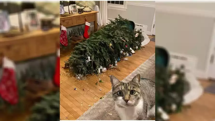 Искусственная или настоящая ёлка: что на самом деле экологичнее? Не все так однозначно