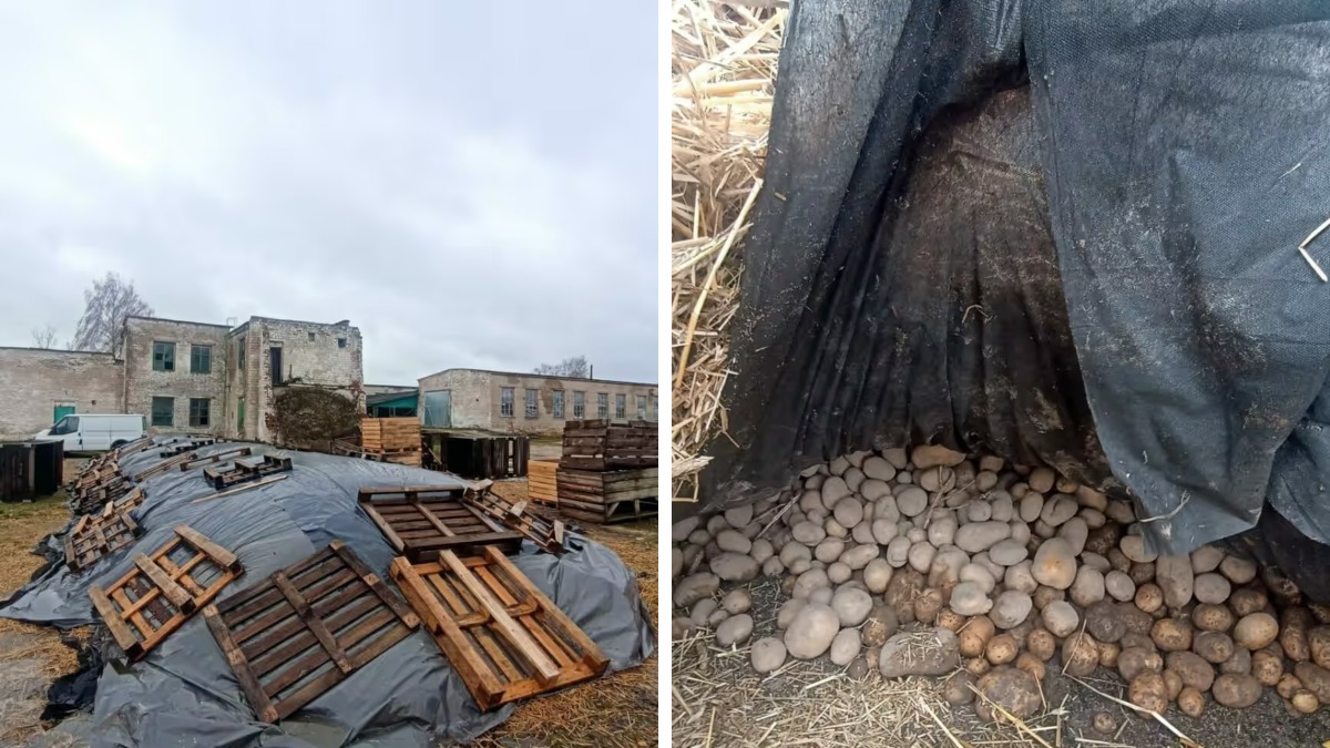 На Гомельщине тонны картофеля для зимнего стабфонда пытались хранить на земле под целлофаном