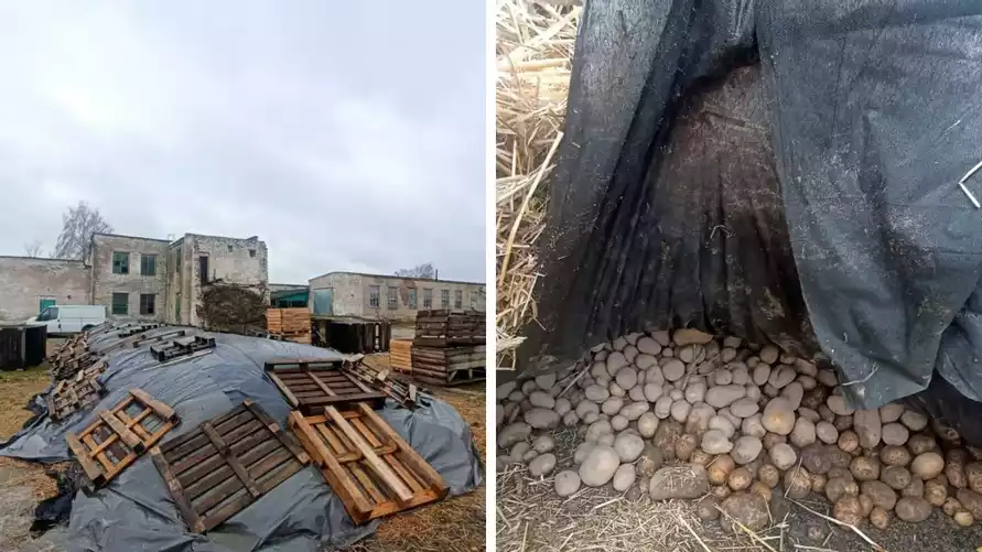 На Гомельщине тонны картофеля для зимнего стабфонда пытались хранить на земле под целлофаном