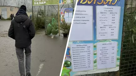 «Цен таких нет!» — минчане пожаловались на дорогие ёлки. Что ответили в Минлесхозе