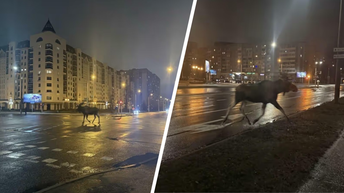 В центре Минска на улицах заметили лося