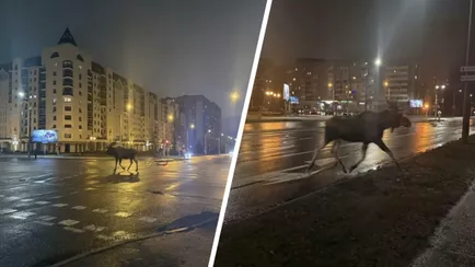 В центре Минска на улицах заметили лося