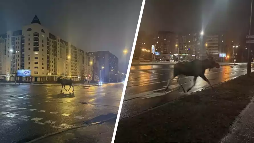 В центре Минска на улицах заметили лося